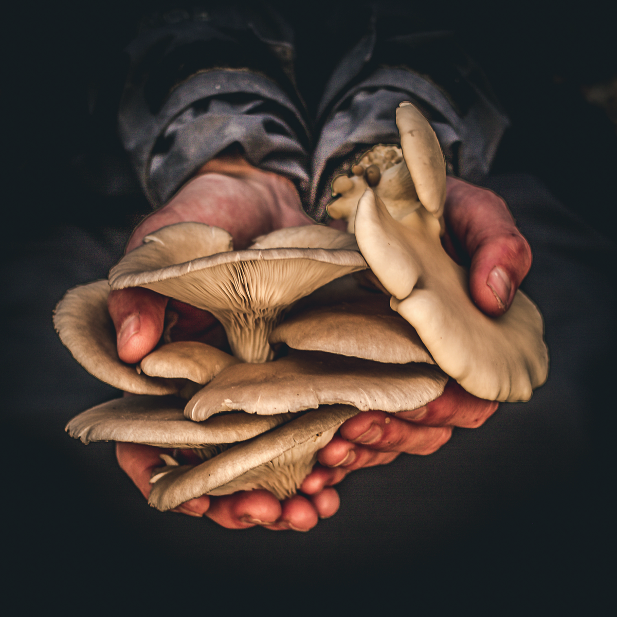 Mushroom Foraging Walk with Nick Phillips 2025