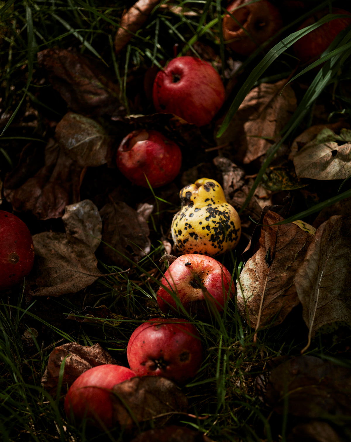 The Symondsbury Seasonal Kitchen