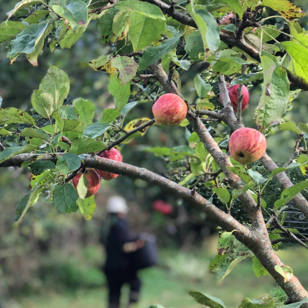 Martin Maudsley - Tales from the Orchard