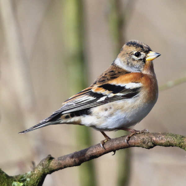 Discover the Farmland and Woodland Birds of the Simene Valley