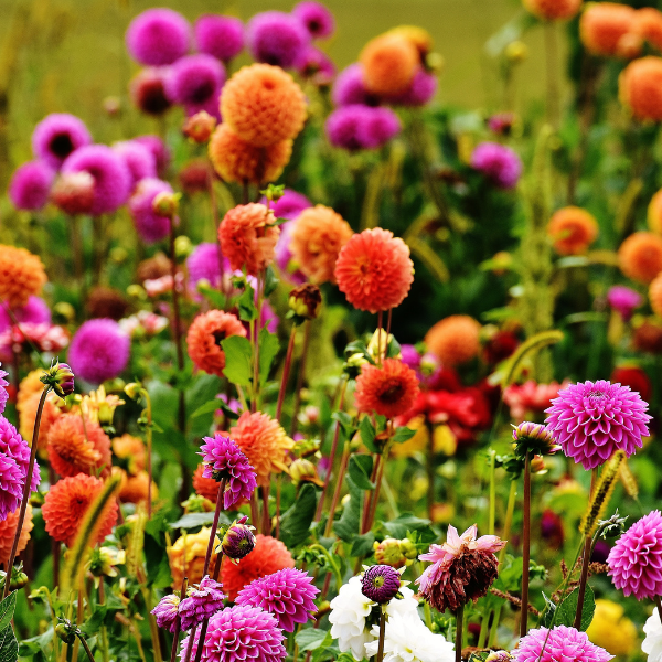 Delightful Dahlias with Anna May of Dorset Dahlias