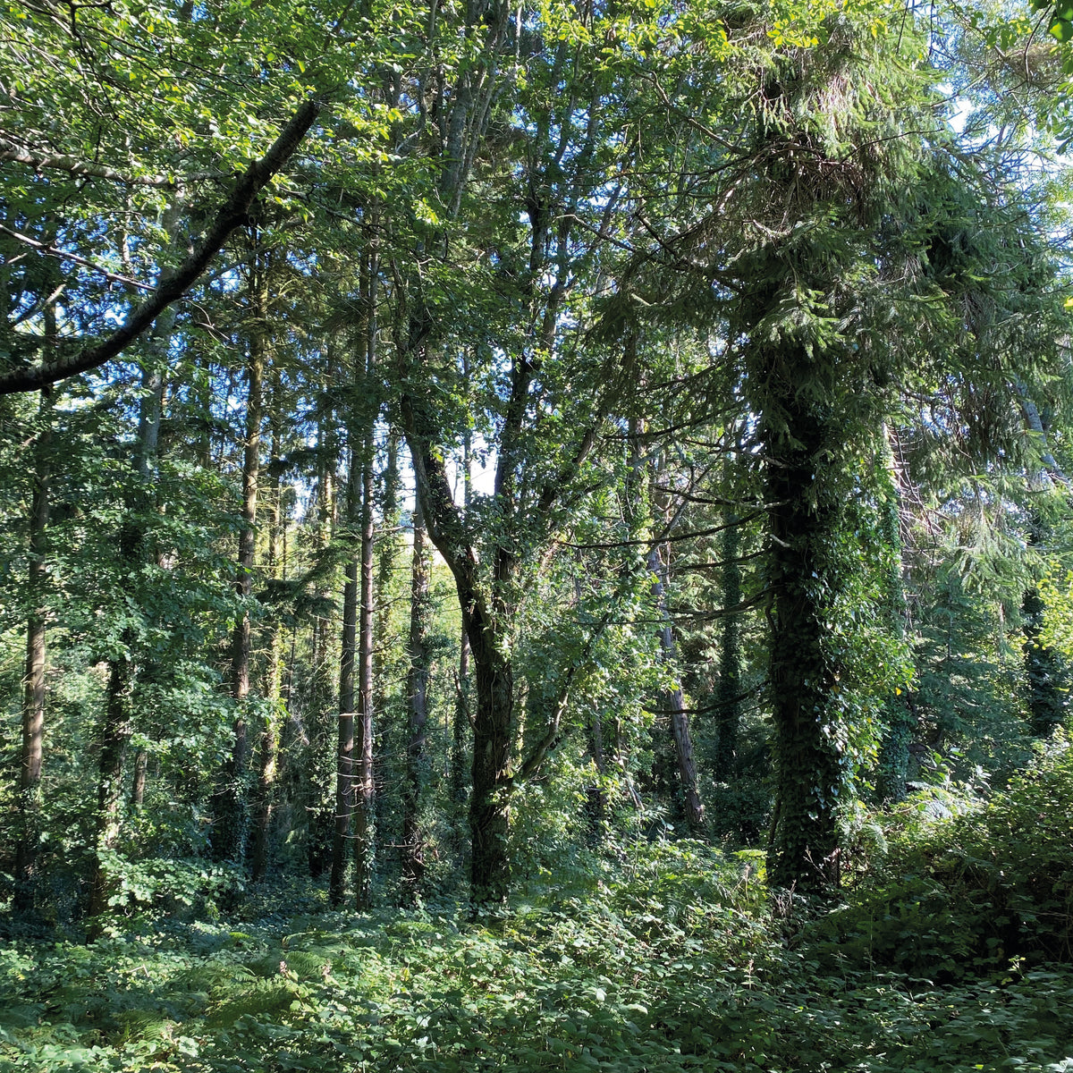 Return to Nature: Forest Bathing