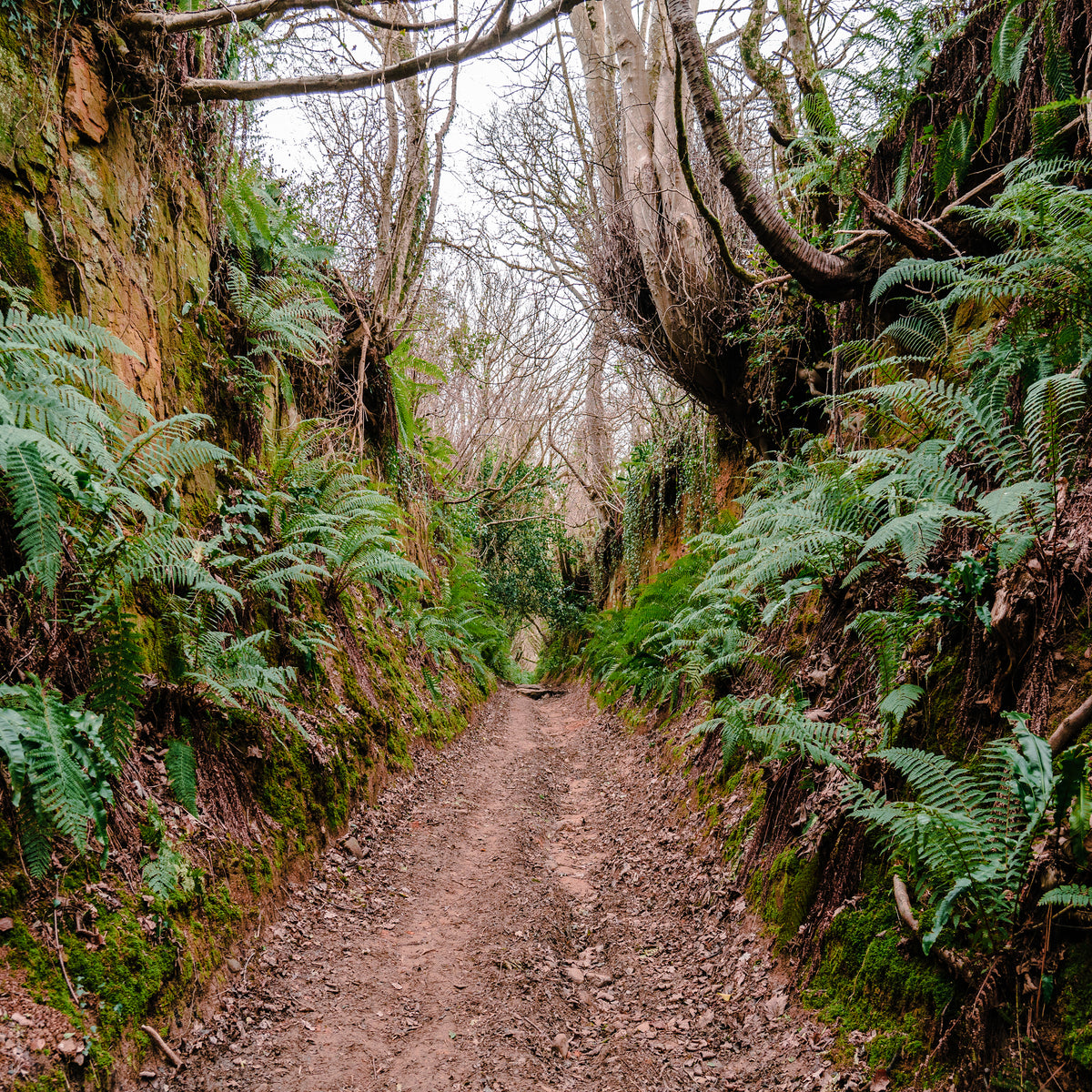 Return to Nature: Forest Bathing