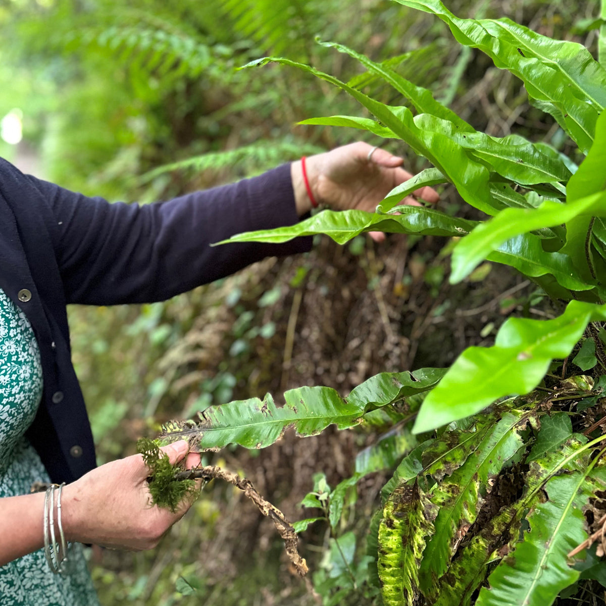 Return to Nature: Forest Bathing