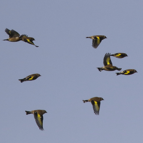 Bird Migration Watch & Breakfast with Tom Brereton