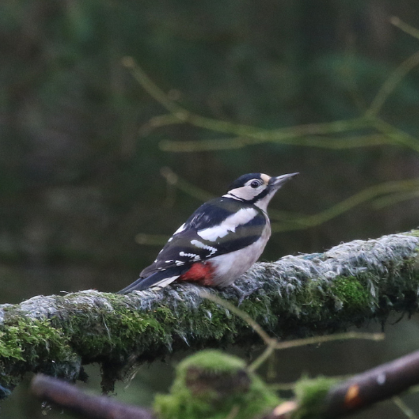 Discover the Farmland and Woodland Birds of the Simene Valley