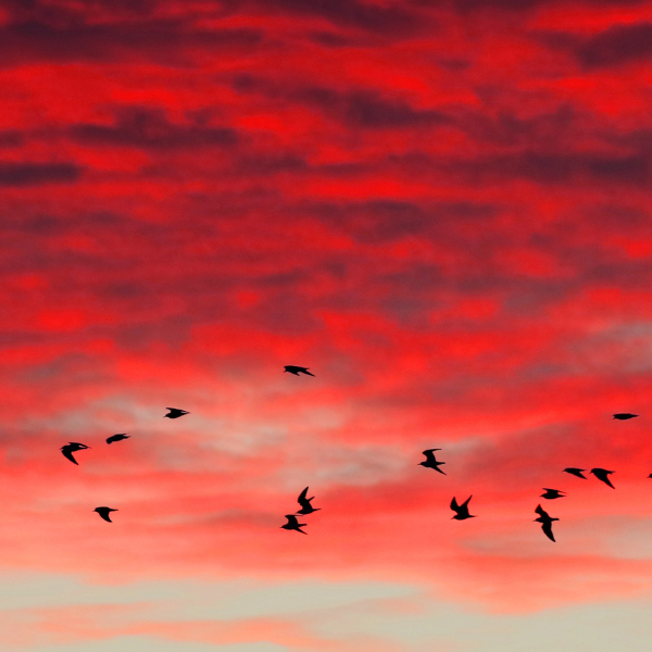 Dawn Chorus Walk and Breakfast with Tom Brereton