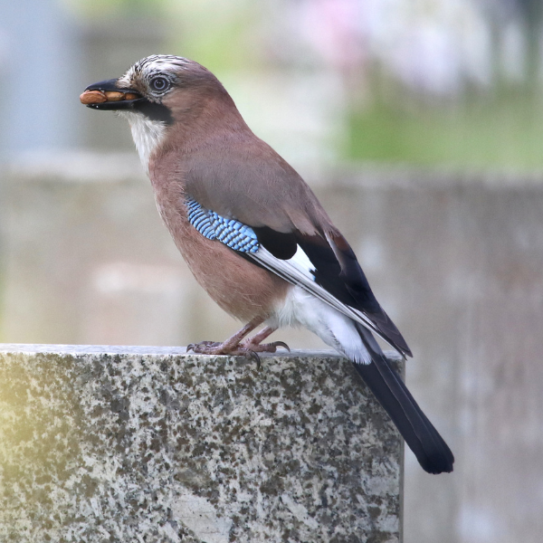 Spring Bird Walk with Tom Brereton