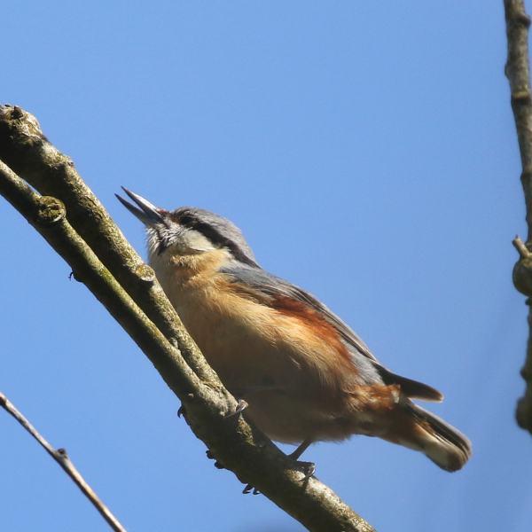 Spring Bird Walk with Tom Brereton