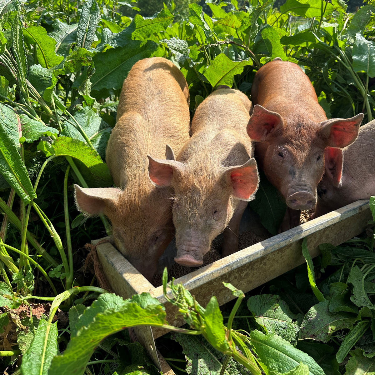 Old Ways Farm Tours